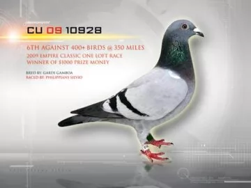 Racing Pigeon - Winner - 2009