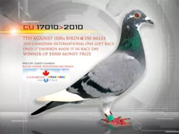 Racing Pigeon - Winner - 2010