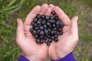 Aronia Berries - Pick Your Own at Silvio's Farm in Port Perry ON Canada