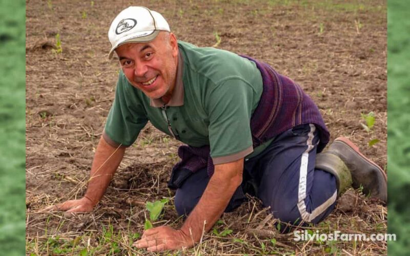 Silvio Plants his Last Aronia Plant