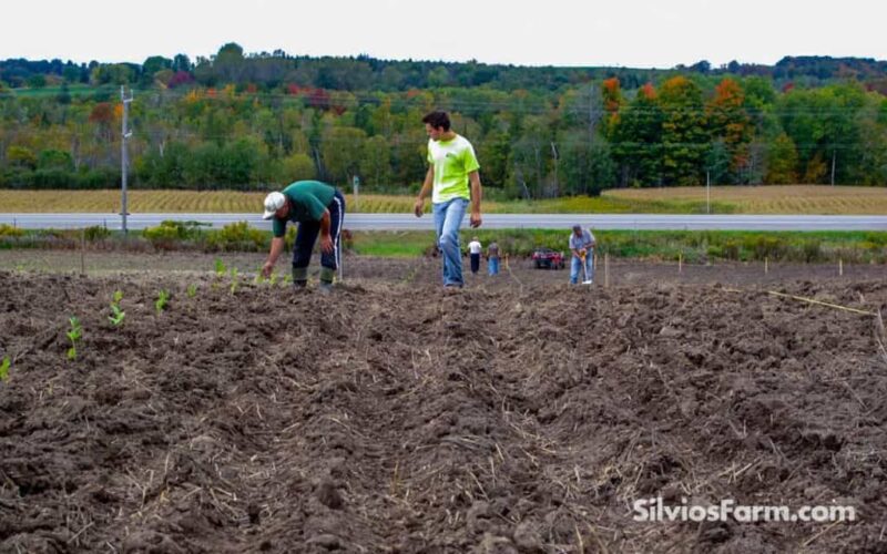 Aronia Planting Crew at Silvio's Aronia Farm in Port Perry ON Canada