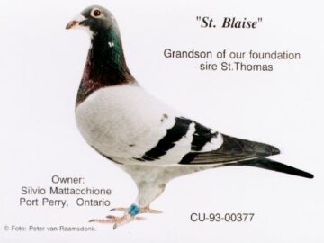 St. Blaise Grandson of our Foundation sire St. Thomas
