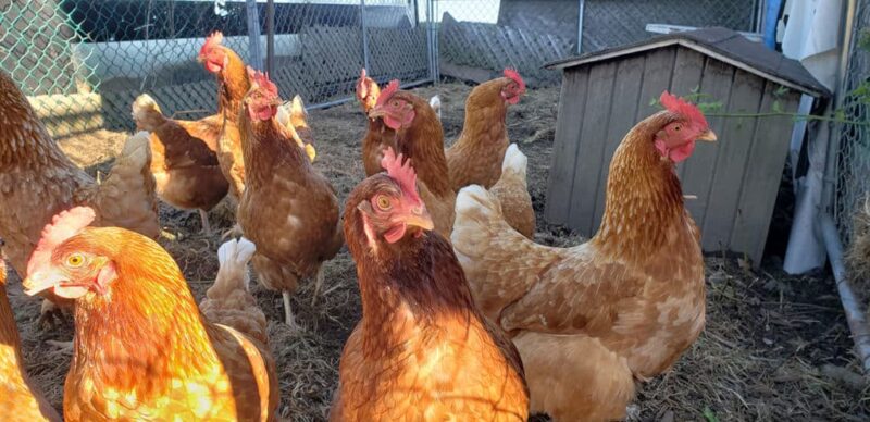 Chickens at Silvio's Aronia Farm in Port Perry ON Canada