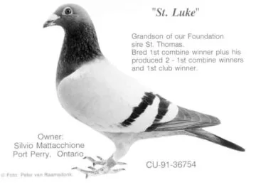 St. Luke Grandson of our Foundation sire St. Thomas