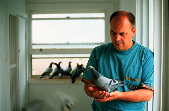 Silvio's Farm - Silvio Mattacchione - Breeder of Award Winning Racing Pigeons