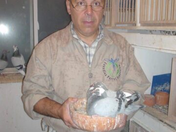 Silvio's Farm - Silvio Mattacchione - Breeder of Award Winning Racing Pigeons