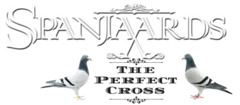 Racing Pigeons for Sale Spannaards The Perfect Cross - Silvio's Aronia Farm in Port Perry ON Canada