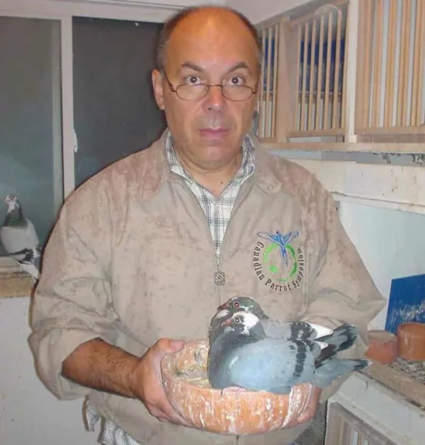 Racing Pigeons Bred & Sold at Silvo's Farm in Port Perry Ontario