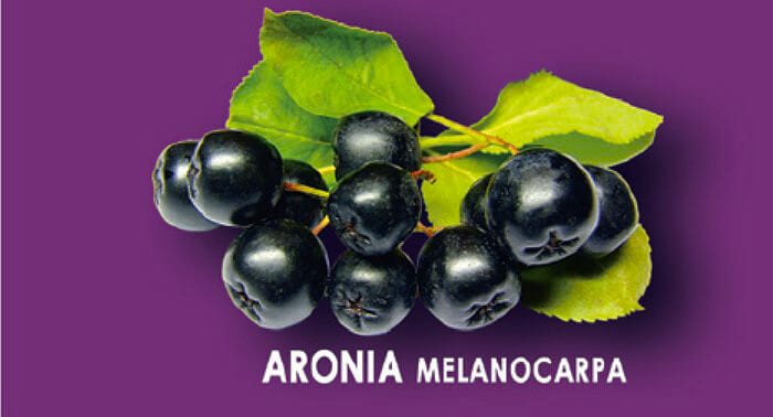 Aronia Berries the Power of Nature