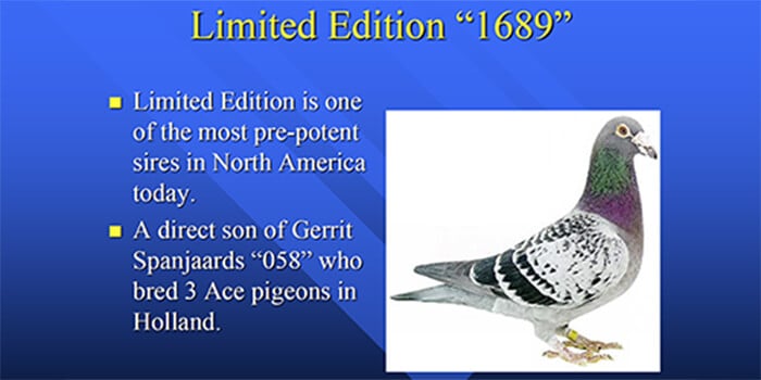 Limited Edition 1689