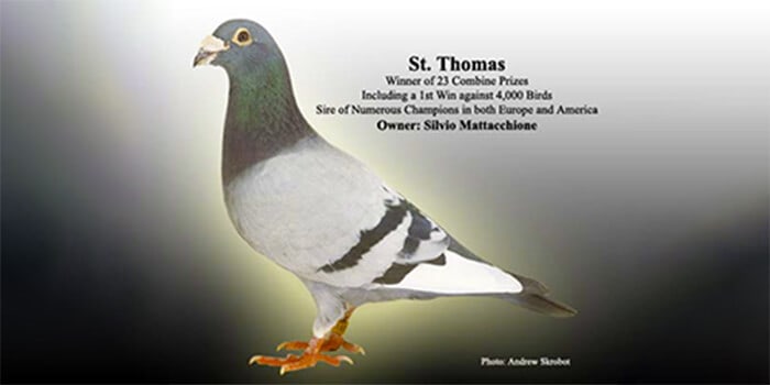 Silvio Mattacchione's Reference Racing Pigeons