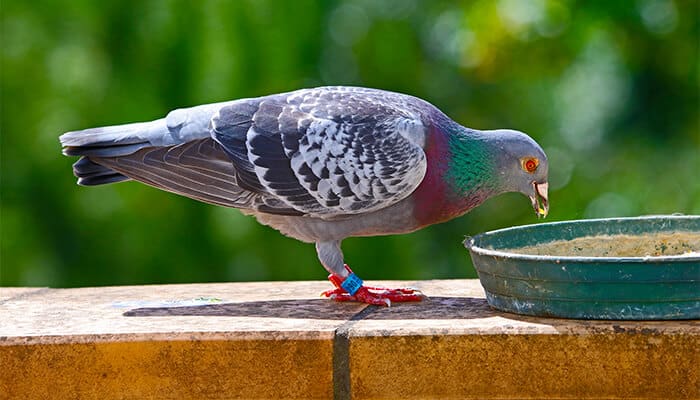 Minerals - Racing Pigeons Diets