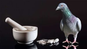 A Preventative Medication Program for Racing Pigeons