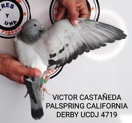 Victor Castenada - Palomar - Derby UCDJ 4719