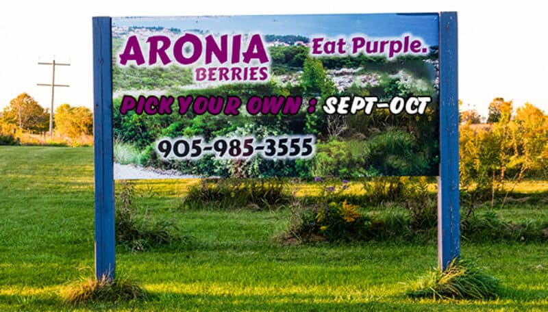 Silvio's Aronia Farm Ontario - Port Perry