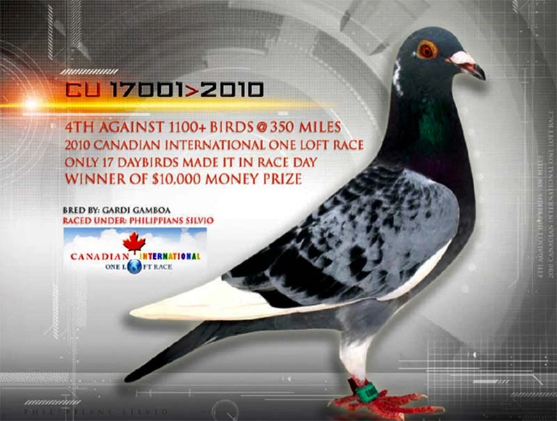 Canadian International 350 Mile One Loft Race, 4th CU-17001-2010