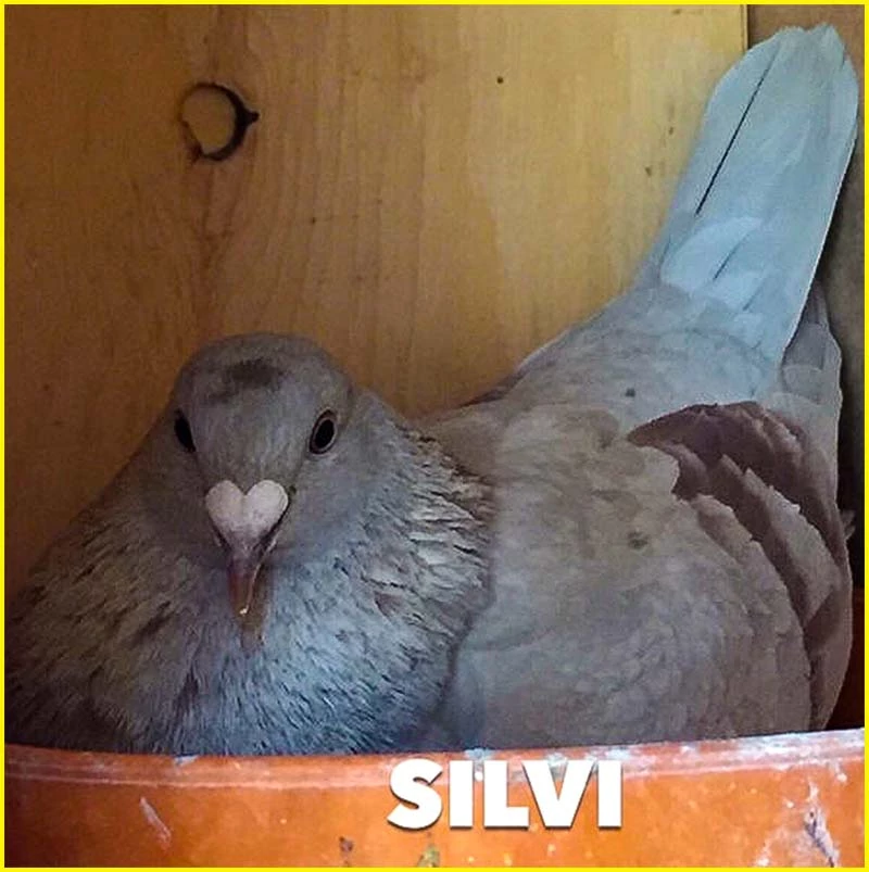 Roger Richards Champions Bred from Silvi, Silver bird from Silvio Mattacchione's Spanjaards Line of Racing Pigeons