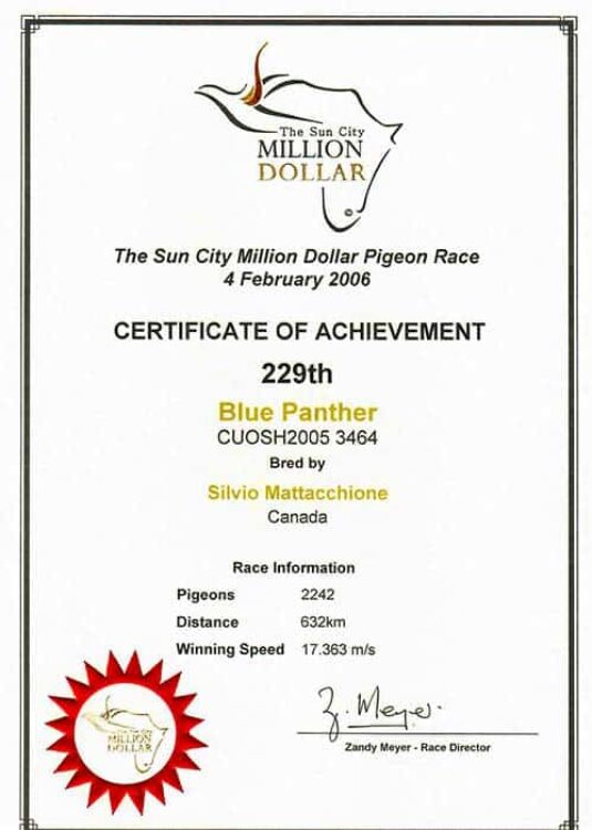 Sun City Million Dollar Pigeon Race 2006, Blue Panther 229th Overall S.Mattacchione Certificate