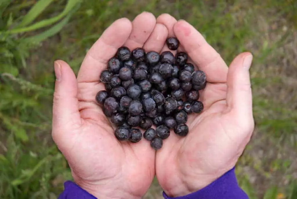 Two hands together holding a handful of Aronia Berries at Silviosfarm in Port Perry, Ontario.