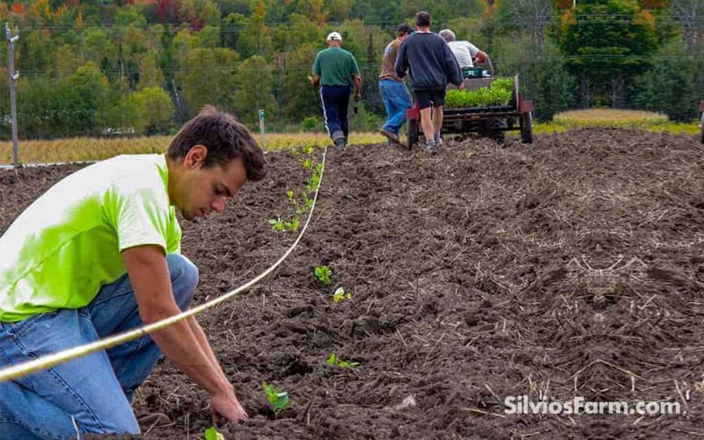 The Aronia planting crew, planting Aronia Berry plants at Silviosfarm in Port Perry Ontario