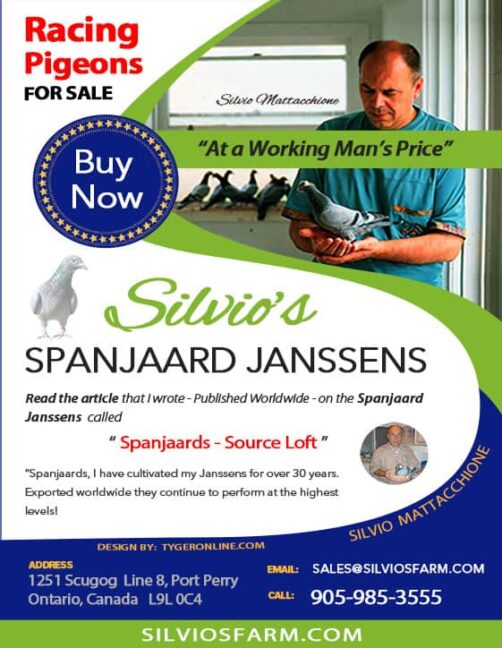 Silvio's Spanjaards Janssens Racing Pigeons for Sale
